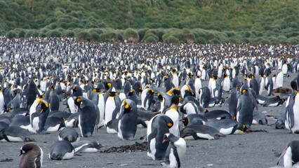 King penguin (Aptenodytes patagonicus) colony at Gold Harbor, South Georgia Island
