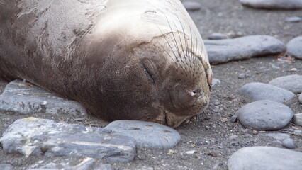 Close up of a southern elephant seal (Mirounga leonina) weanling on the beach at Gold Harbor, South Georgia Island