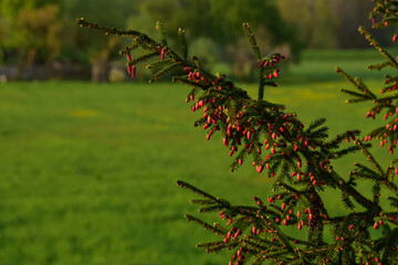 Świerk zalążki © Grzegorz