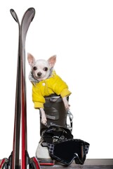 A small chihuahua dog in a yellow warm ski jacket poses next to red alpine skis, sitting in a ski...