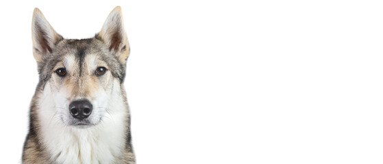 Husky dog portrait looking at the camera on white background