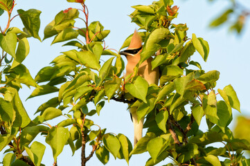 Beautiful Cedar Waxwing hiding in the foliage of an Apricot tree in spring evening sun