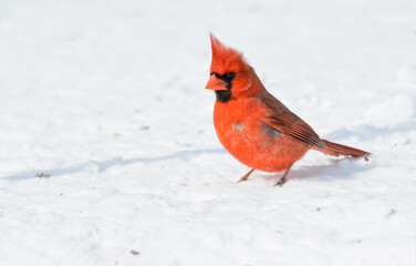 Bright red male Northern Cardinal in winter sun on top of snow on a cold day; with copy space