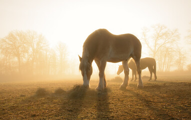 Belgian draft horse eating hay in pasture, backlit by rising sun shining through heavy fog, in early spring - 502992856
