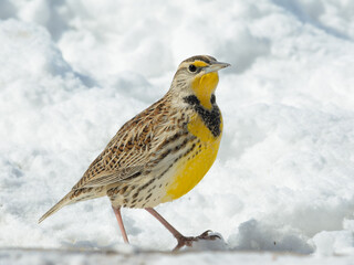 Western Meadowlark on snow in bright winter sun