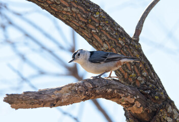 White-breasted Nuthatch perched in a Persimmon tree in winter sun
