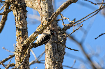 Male Downy Woodpecker looking for bugs in a rotten oak tree