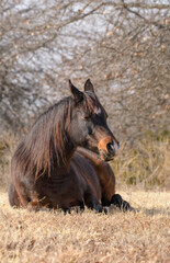 Naklejka na ściany i meble Dark bay horse taking a nap in sunny winter pasture