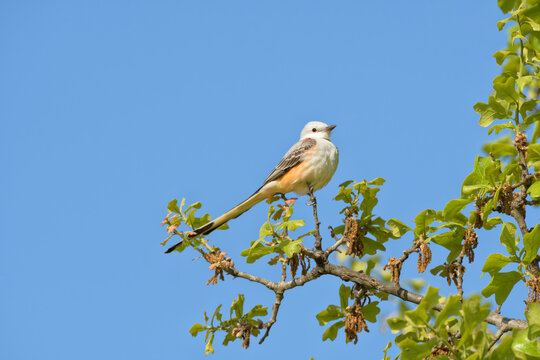 Beautiful Scissor-tailed Flycatcher perched in an oak tree in early spring, against clear blue skies; with copy space