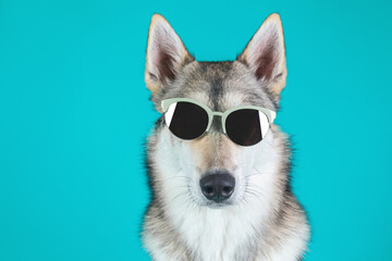 Portrait of husky dog in sunglasses on coloured background. Copy space