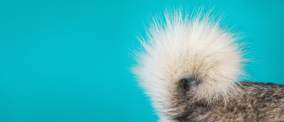 Close up view at husky dog tail © Alexandr