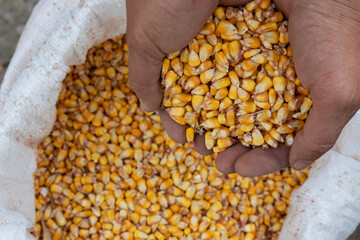 Handful of corn close up. Grain of maize top view.