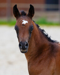 Young pretty arabian horse foal on summer background, portrait closeup