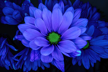 A vibrant glowing blue daisy with black background