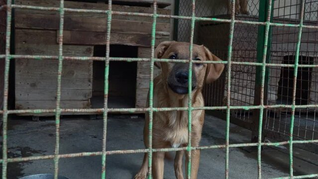 Homeless dog in cages. A stray dog rushes and barks in an aviary in an animal shelter. A dog shelter. An abandoned dog waiting for adoption behind the fence. City pound for homeless animals.