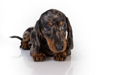 Curious marble dachshund puppy looks forward and tilts his head, lying on the white background