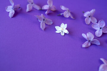 purple lilac flowers on a beautiful background