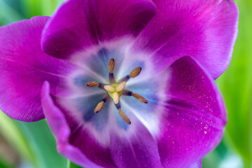 Der Blütenkelch einer Tulpe ist weit geöffnet.