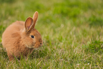 orange rabbit on the lawn grazes the grass