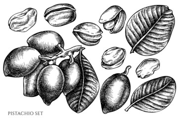 Vector set of hand drawn black and white pistachio