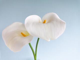 Fototapeta na wymiar Couple of calla lilies in soft focus on light turquoise stucco wall background with copy space. Elegant blue floral card. Spring or Easter elegant greetings card.