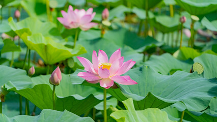 Lotus flowers of the Far East. A sunny August day. There are many colors in the frame. 