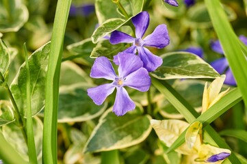 Close up where we can see in detail the ovule and other internal parts of a Vinca minor flower, lesser periwinkle or dwarf periwinkle flowering plant of the dogbane family, purple - obrazy, fototapety, plakaty