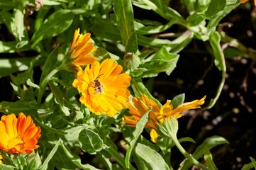Orange flower of Calendula (Calendula officinalis), buttercup or marigold, herb of the Asteraceae family, with green leaves, facing the sun on a spring afternoon with a bee on its stamens to pollinate
