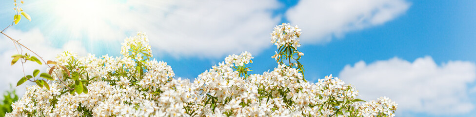 Choisya ternata - Oranger du Mexique - Aztec Pearl. web banner panorama Background of mexican orange blossom flowers on sun sky. White aromatic flowering Mexico plant, tropical cultivated shrub