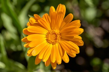 Close up of an orange flower of Calendula (Calendula officinalis), buttercup or marigold, herb of the Asteraceae family, with green leaves, focused on the matrix of stamens