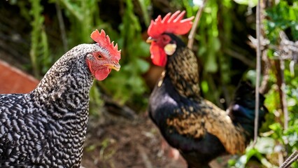 Black and white hen with a pissed off face walking through the field with a nice out of focus rooster in the background