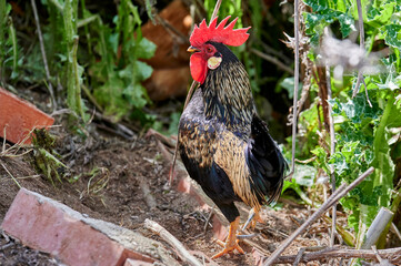 Nice rooster with black fur with golden details, long black tail and red crest walking through the field