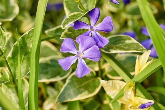 Close up where we can see in detail the ovule and other internal parts of a Vinca minor flower, lesser periwinkle or dwarf periwinkle flowering plant of the dogbane family, purple