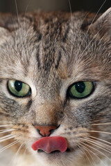 cat face with tongue macro photo