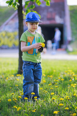 A boy picks dandelions in the park. A child in a clearing with blooming yellow dandelions collects a bouquet as a gift to his mother for Mother's Day