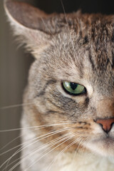 stern half face macro photography