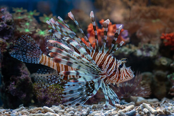 Poisonous lion fish showing its sharp fins