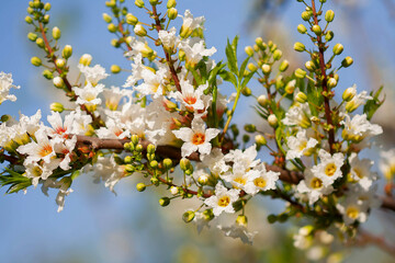white flowers bloom in spring on a background of sky