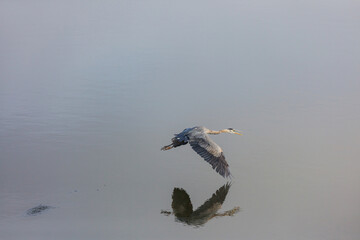 Grey heron