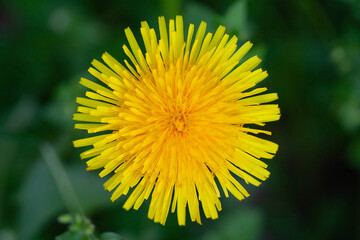 Obraz premium yellow dandelion flower close-up photo