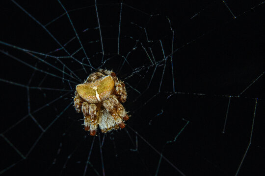 Macro Image of Cat Faced Spider on Silk Web