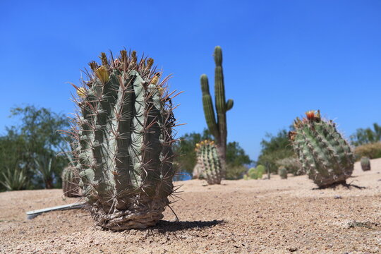 Melocactus Azureus" Images  Browse 40 Stock Photos, Vectors, and Video |  Adobe Stock