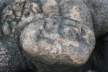 Naklejka premium alberi