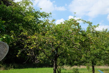 Fototapeta na wymiar FU 2020-08-16 FoBotGa 394 Auf der Wiese stehen Obstbäume