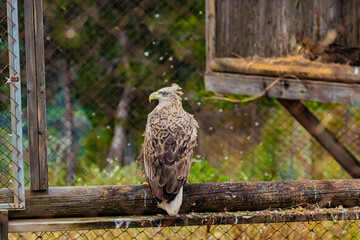 bird of prey in a cage 