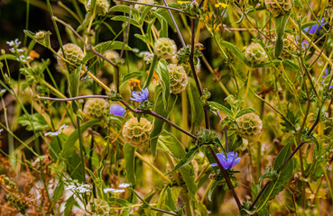 flowers in the grass close up