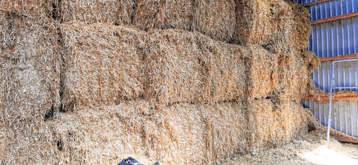Straw bales in a barn used for bedding in the horse stables © P. Qvist