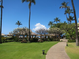 Walkway across a green lawn, clear blue sky, palm trees, treetops, yellow flowers trees, sunshades. Kaanapali, Maui, Hawaii.