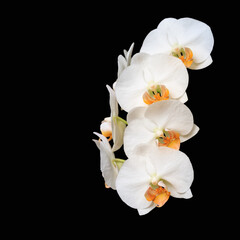 White creme blooming orchid of the genus phalaenopsis variety Darwin with orange  lip on black background.
