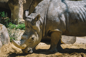 Obraz premium white rhinoceros with a sad expression.